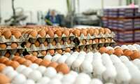 Iran ranks 9 in world in egg production 