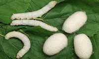 Intercropping in sericulture can help improve profitability, economize silk farming