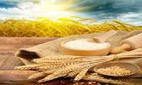 Govt. guaranteed wheat purchases exceed 10.5m tons in 1402