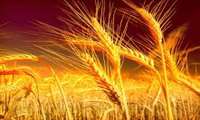 Timely spraying of farms essential to combat wheat diseases, official stresses 
