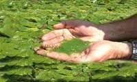  Iranian researchers achieve technical know-how for development of macroalgae 