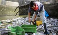 Iran export of aquatic products sees 15 percent in 11 months