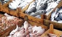Iran annual fishery exports stand at 310m  dollars