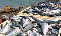 Iran export of aquatic products sees 15 percent