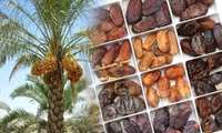 Farmers in Sistan-Baluchestan produce 300,000 tons of dates in one year