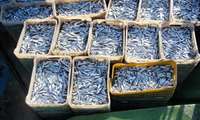 Iranian fishermen catch over 20,000 tons of Kilka fish  