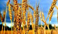 Iran on track for wheat self sufficiency