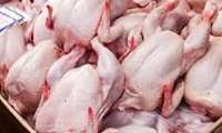 Chicken exports reach 1,000 tons in 2 months