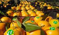 Mazandaran province sees surge in kiwi, citrus fruit exports