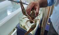 Agricultural research boosts shrimp exports in Iran
