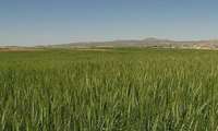 60 percent of global crop production relies on rainfed agriculture