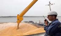 Govt. guaranteed wheat purchases reach 11m tons
