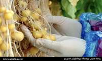 Iran achieves significant milestone in potato seed production