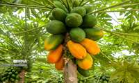 Iran to harvest papaya in Khuzestan for first time