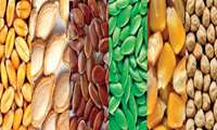 Iran unveils over 20 new types of improved seeds 