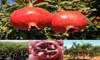 Iran pomegranate harvest surges