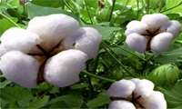 Iranian researchers develop water-efficient cotton varieties