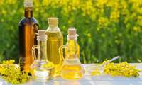 Iran sets new record in rapeseed cultivation