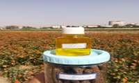 Iran unveils first drought-tolerant safflower variety