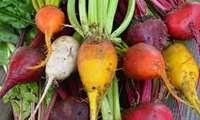 New sugar beet varieties introduced to enhance autumn cultivation