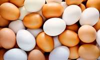 Iran aims to enhance value of egg exports 