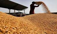 Iran buys record amount of wheat from farmers