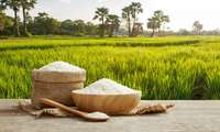 Rice cultivation in Iran expands to 650,000 hectares