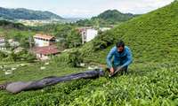 Green tea leaves purchases reach 84,000 tons in Iran