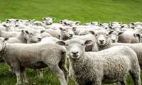 Over 16m livestock vaccinated across Iran nomadic regions