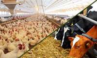 Iran produces 11m tons of livestock feed amidst rising imports