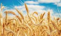 Record wheat yield anticipated in Iran