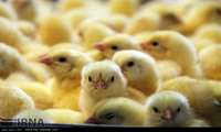Iran now an exporter of day-old chicks: Agriculture Minister