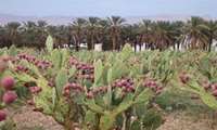 Yazd Province to become Iran largest Opuntia Cactus producer 