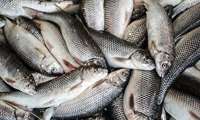 Development of fisheries, aquaculture top on agenda, minister says 