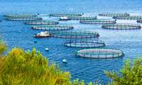 Iran aims to boost aquaculture output by 224,000 tons