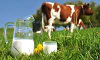 Iran ranks 23rd in global milk production 