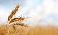 Iran strong wheat harvest boosts domestic supplies