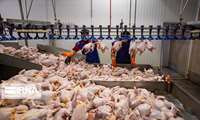 Iran targets breeding over 150m chicks to meet domestic need, official says