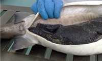   Iran to launch major sturgeon farm in Hamedan province 