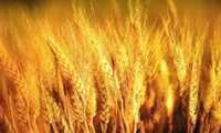 Iran's grain production surges in 2023: FAO