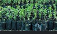 Iran plants 115m saplings as part of One Billion Trees Program