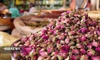Annual export of Damask rose from Lorestan province stands at 4,000 tons  