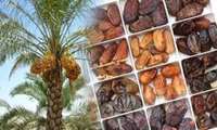 Iran date exports reach new highs: Over 82 countries enjoy Persian sweetnes