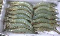 Golestan province exports shrimp to Asia, Europe