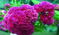 Iran ranks world’s top exporter of damask rose