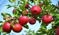 Iran produces 4m tons of apples annually 