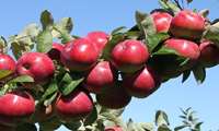  250,000 ha of orchards in Iran dedicated to apple cultivation