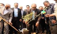 Iran produces 300m saplings