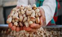 Iran pistachio exports to Europe surge in first quarter of 2024