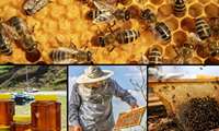 West Azarbaijan honey harvest to surge